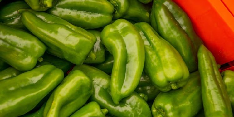 El Locote Paraguayo hace su Debut en el Mercado Argentino