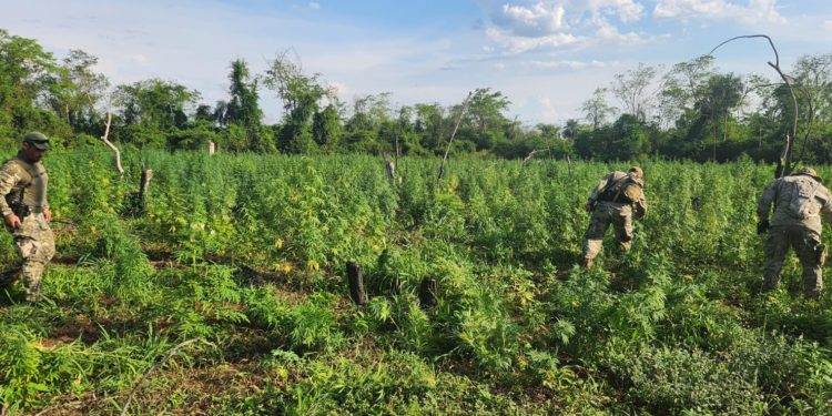 SENAD erradica 9 toneladas de marihuana en operativo en San Pedro