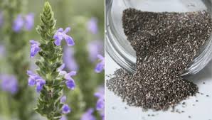 Paraguay produce la mitad de la demanda de Chía en el mundo Paraguay produce la mitad de la demanda de Chía en el mundo