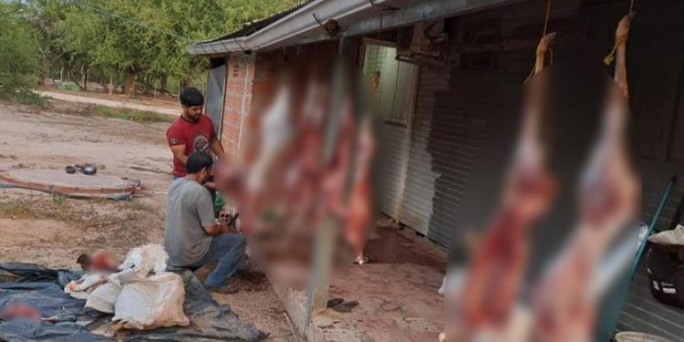 Caza furtiva en el Chaco: Fiscal advierte sobre penas de hasta 8 años por captura ilegal de fauna