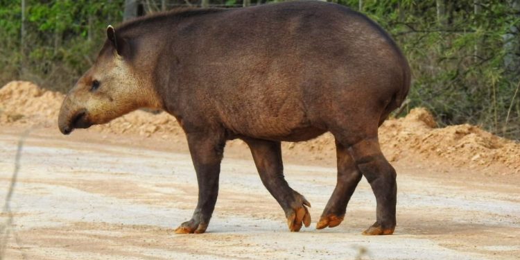 Tapiti Boli, Teju Guasu Pyta y Mboreví marcan presencia en el Lote 2 del Corredor Bioceánico Tapiti Boli, Teju Guasu Pyta y Mboreví marcan presencia en el Lote 2 del Corredor Bioceánico