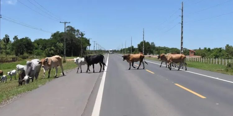 Irala Fernández: Persisten reclamos por animales sueltos en rutas