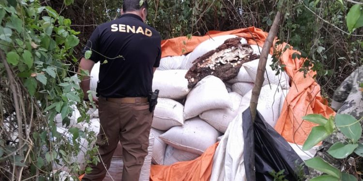 Golpe al narcotráfico: Operativo conjunto destruyó 17 toneladas de marihuana en Canindeyú Golpe al narcotráfico: Operativo conjunto destruyó 17 toneladas de marihuana en Canindeyú