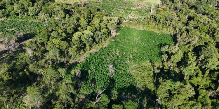 SENAD destruye 24 toneladas de droga en un operativo contra el narcotráfico en Amambay