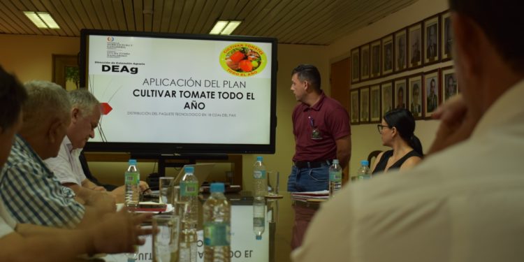Proyectan producción de tomate para abordar parte del programa «Hambre Cero» Proyectan producción de tomate para abordar parte del programa «Hambre Cero»