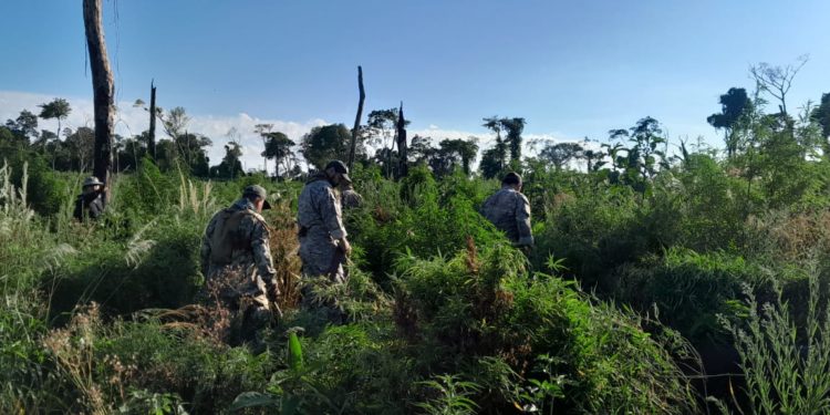 Operativo en Caazapá: SENAD destruye 24 toneladas de droga en el Parque Nacional