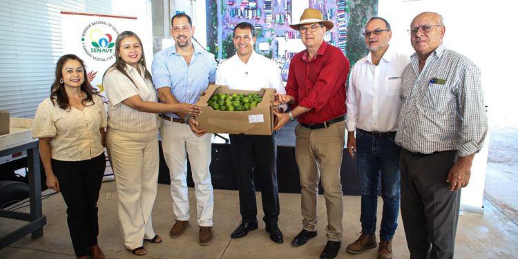 Un nuevo horizonte para la exportación paraguaya: El limón tahití