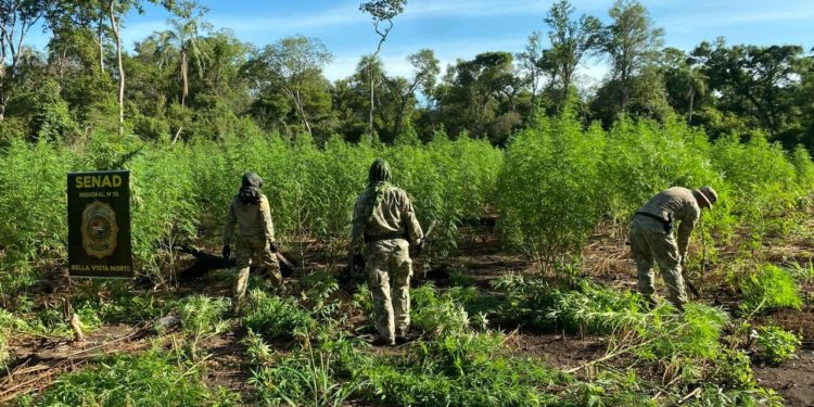 Golpe al narcotráfico en Amambay: Destruyen casi 10 toneladas de marihuana