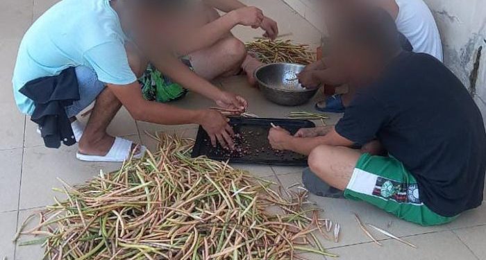 Adolescentes del SENAAI cultivan su futuro a través de una huerta educativa Adolescentes del SENAAI cultivan su futuro a través de una huerta educativa