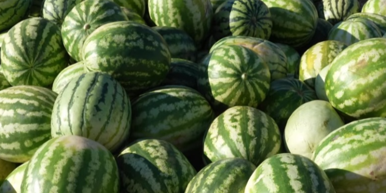 Productores de sandías de Laguna Negra reciben apoyo de la Gobernación para potenciar su comercialización