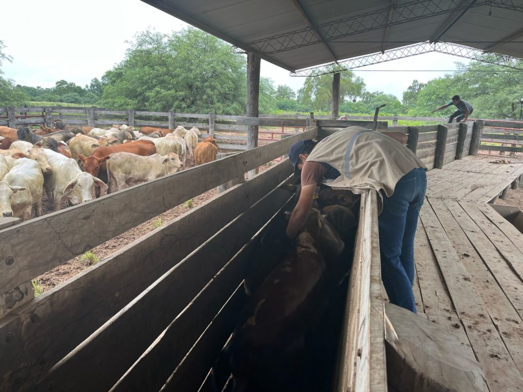 Más de 700.000 bovinos serán inmunizados contra la fiebre aftosa en cinco localidades del Chaco