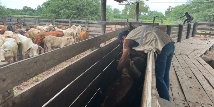 Más de 700.000 bovinos serán inmunizados contra la fiebre aftosa en cinco localidades del Chaco