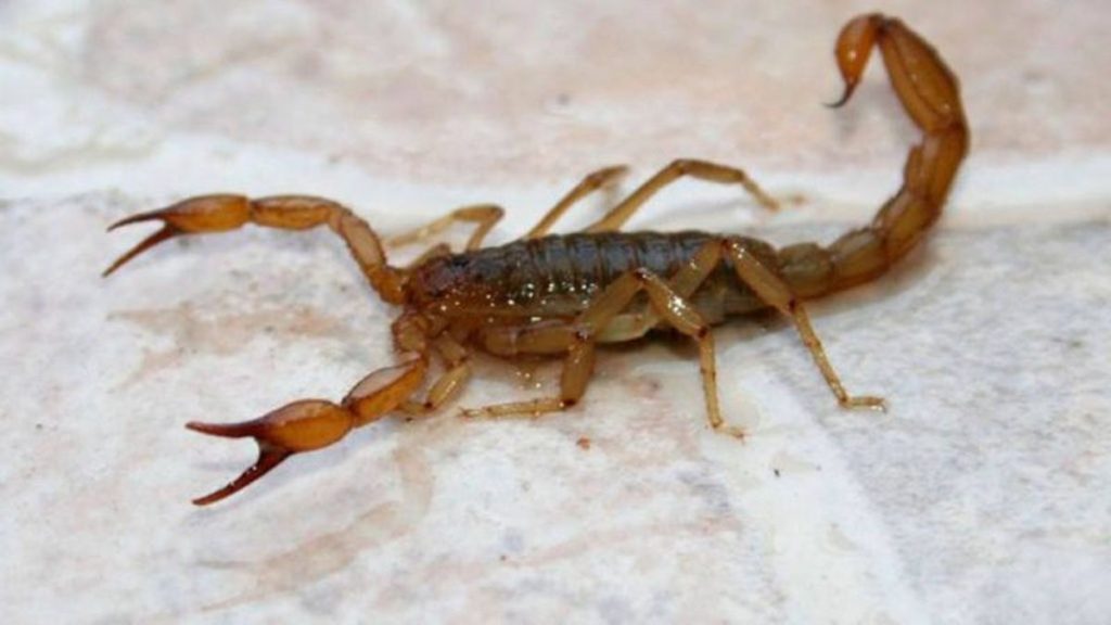 Niño de 3 años en terapia tras picadura de un alacrán en Lambaré