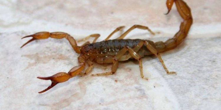 Niño de 3 años en terapia tras picadura de un alacrán en Lambaré