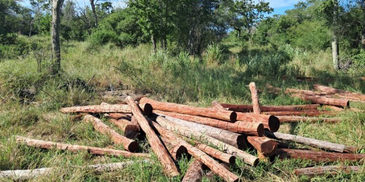 Allanan palo santo y quebracho colorado talados en gran cantidad en el Chaco