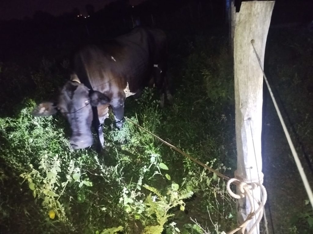 Villa Hayes: Imputan a cuatro presuntos abigeos y ordenan prisión preventiva Villa Hayes: Imputan a cuatro presuntos abigeos y ordenan prisión preventiva