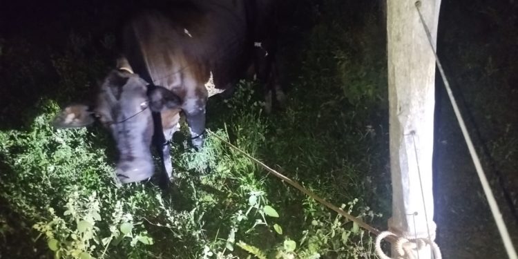 Villa Hayes: Imputan a cuatro presuntos abigeos y ordenan prisión preventiva Villa Hayes: Imputan a cuatro presuntos abigeos y ordenan prisión preventiva