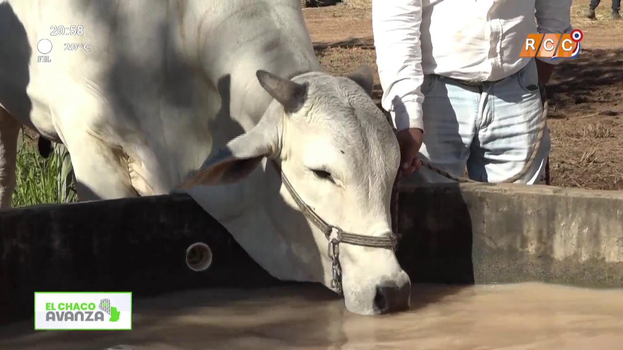 Video: EL CHACO AVANZA – Expo Rodeo Neuland 2025