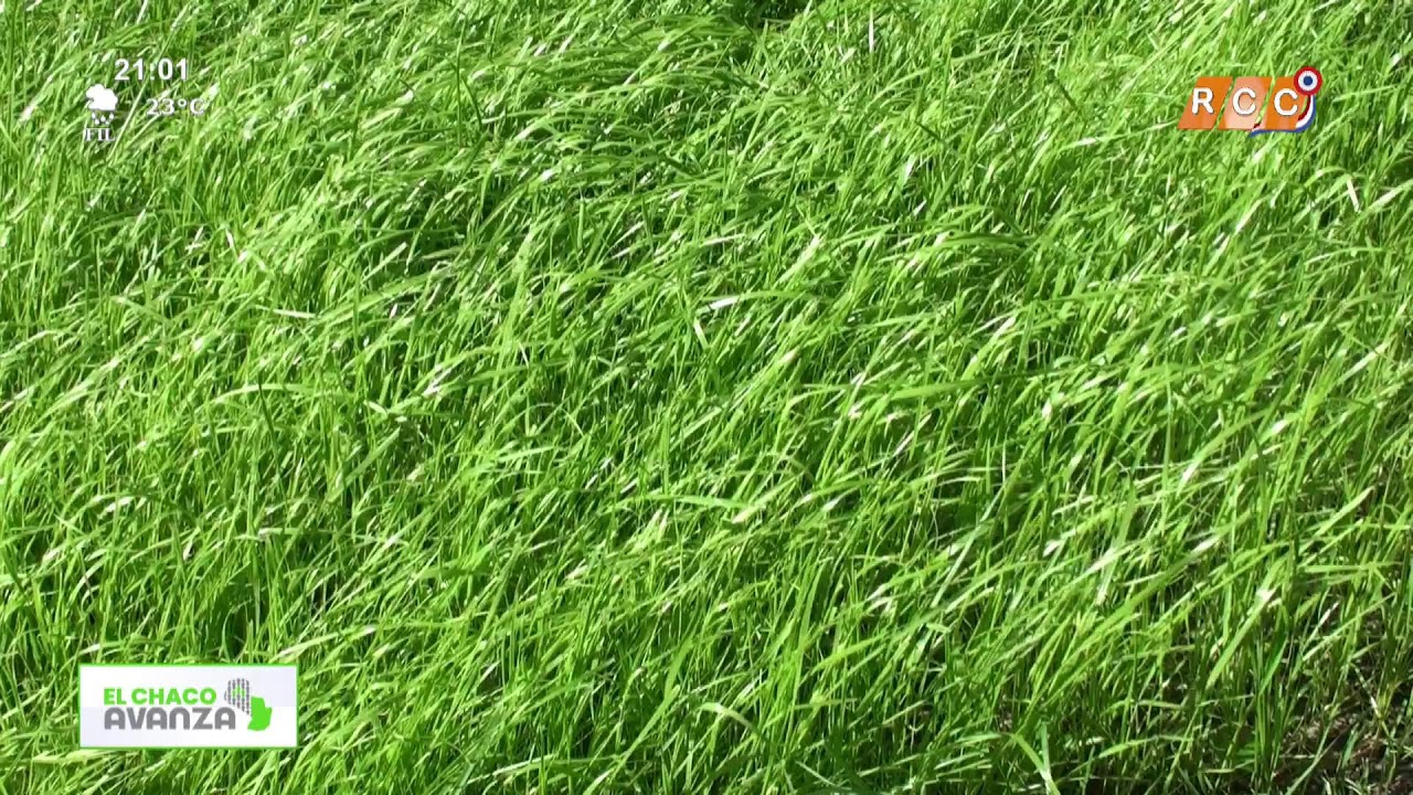 Video: La 5ta. jornada de pasturas – Fundación Ideagro | El chaco avanza