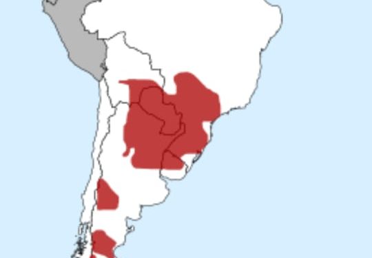 Experto aconseja una estrategia escalonada para aprovechar el gas natural del Chaco paraguayo Experto aconseja una estrategia escalonada para aprovechar el gas natural del Chaco paraguayo