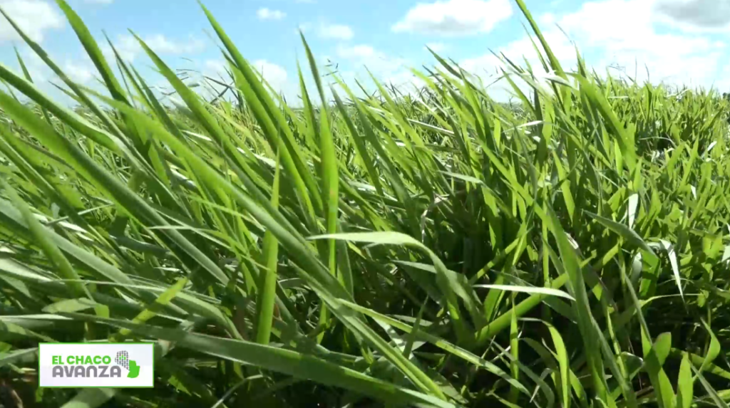 El éxito de la 5ta Jornada de Pasturas ante tus ojos por el Chaco Avanza