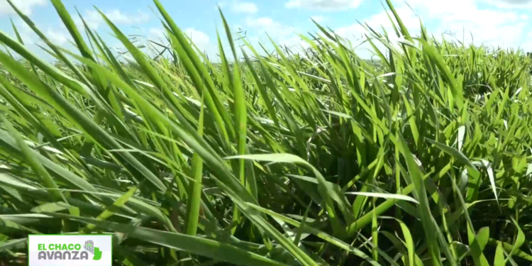 El éxito de la 5ta Jornada de Pasturas ante tus ojos por el Chaco Avanza