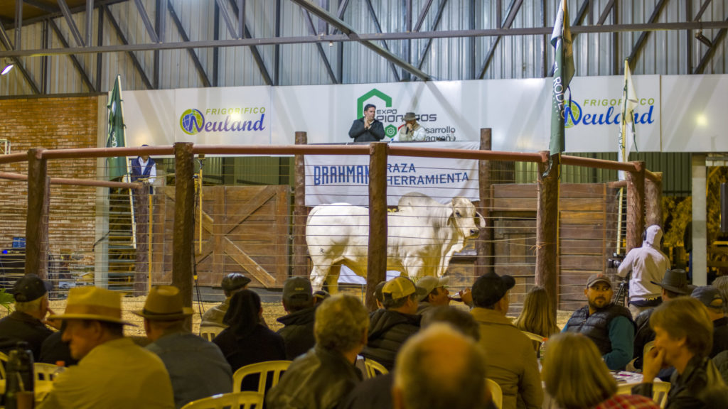 Se vienen los remates PDC con transmisión especial de TV Chaqueña en el marco de la Expo Pioneros del Chaco Se vienen los remates PDC con transmisión especial de TV Chaqueña en el marco de la Expo Pioneros del Chaco