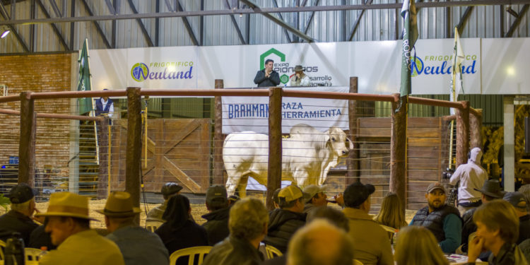 Se vienen los remates PDC con transmisión especial de TV Chaqueña en el marco de la Expo Pioneros del Chaco Se vienen los remates PDC con transmisión especial de TV Chaqueña en el marco de la Expo Pioneros del Chaco