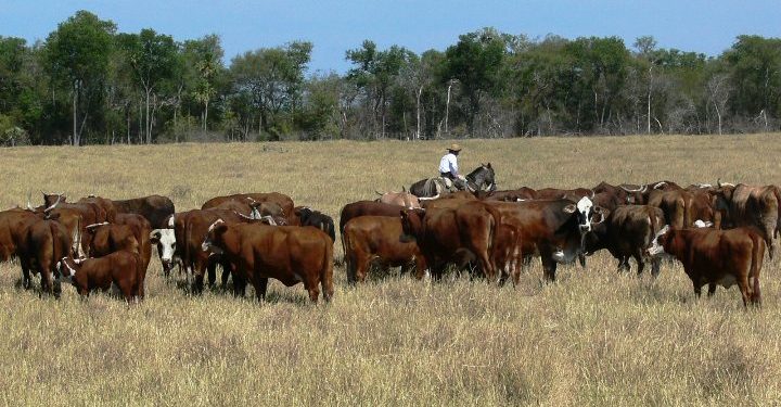 Exigen datos sobre pérdidas ganaderas y riesgo de desabastecimiento de carne en Alto Paraguay