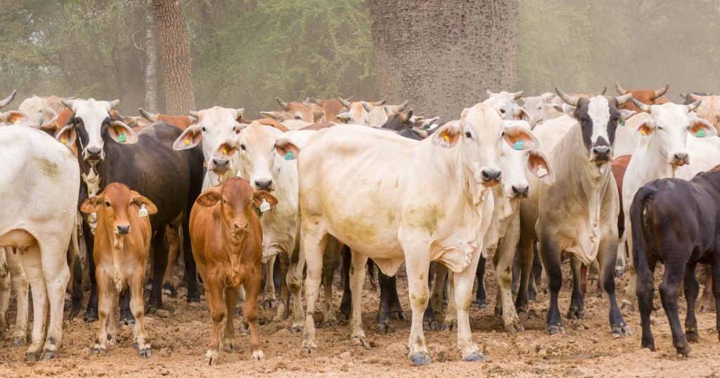 El MEF destaca “rol estratégico” del sector agropecuario en la economía paraguaya