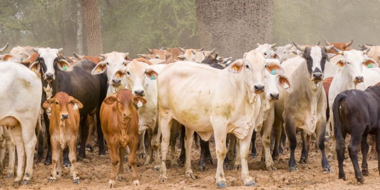 El MEF destaca “rol estratégico” del sector agropecuario en la economía paraguaya