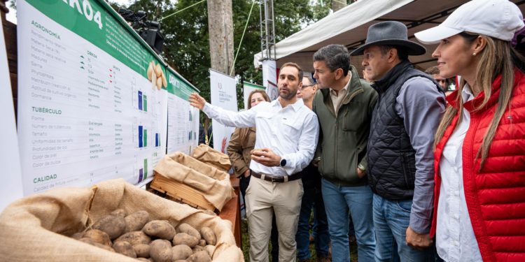 Gobierno impulsa expansión de cultivo de papa nacional para reducir importaciones Gobierno impulsa expansión de cultivo de papa nacional para reducir importaciones