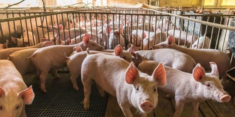 Paraguay podría duplicar empleos en cadena porcina tras arancel cero con Taiwán