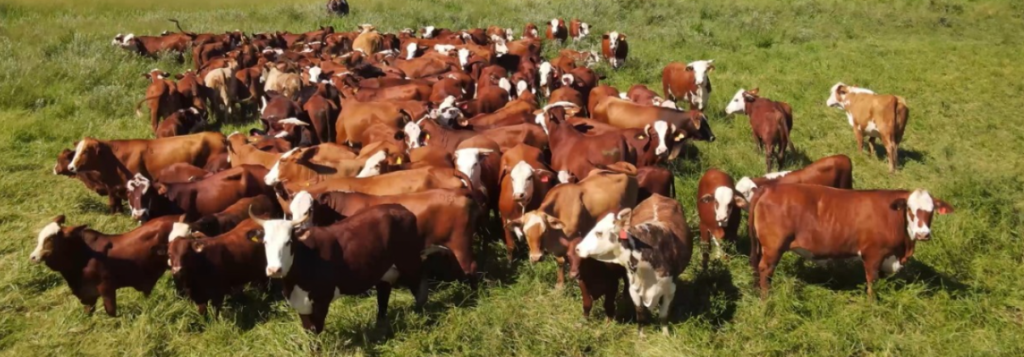 “El ganadero chaqueño está preparado para que los animales no se vean afectados por este clima” indican