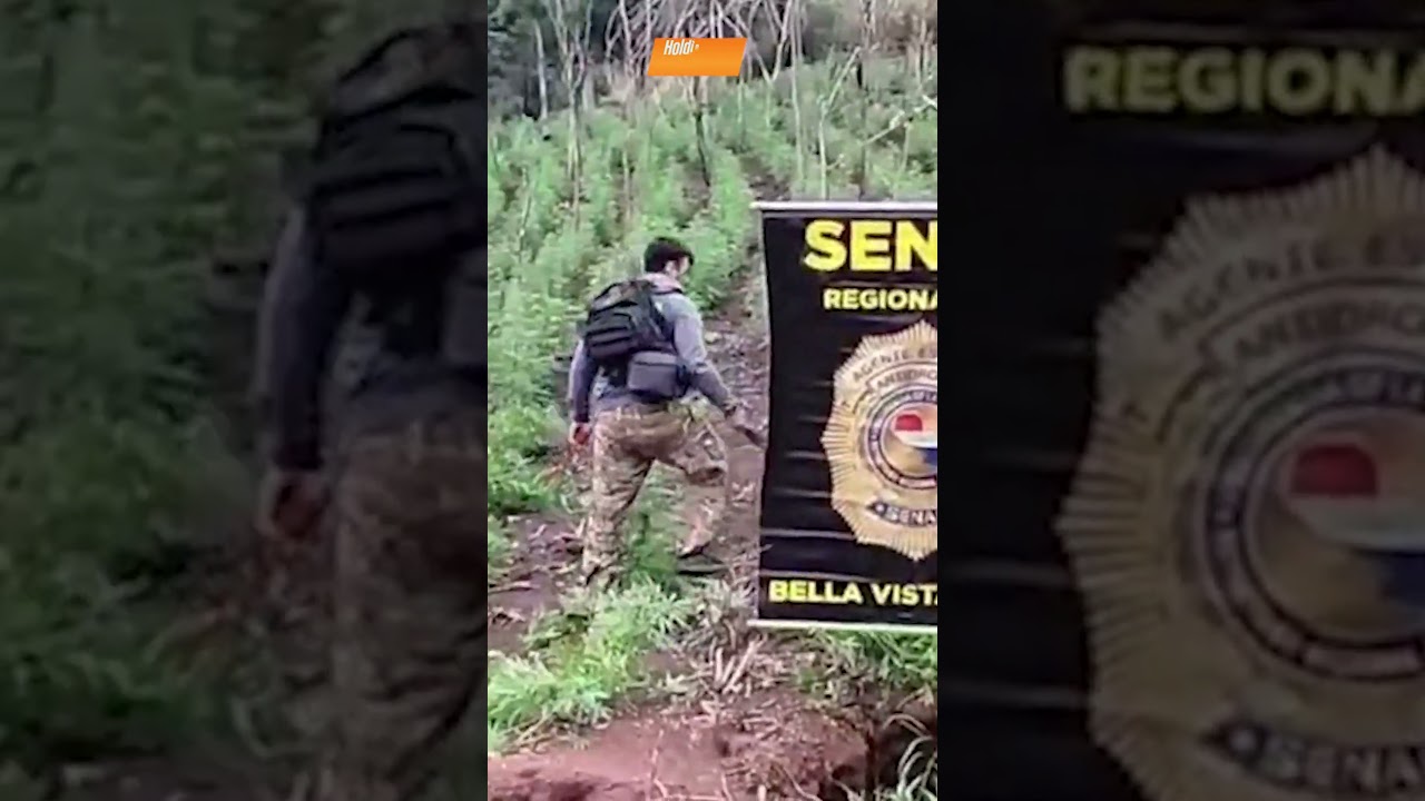 Video: Golpe al narcotráfico en Amambay: SENAD desmantela base y anula cerca de 17 toneladas de marihuana