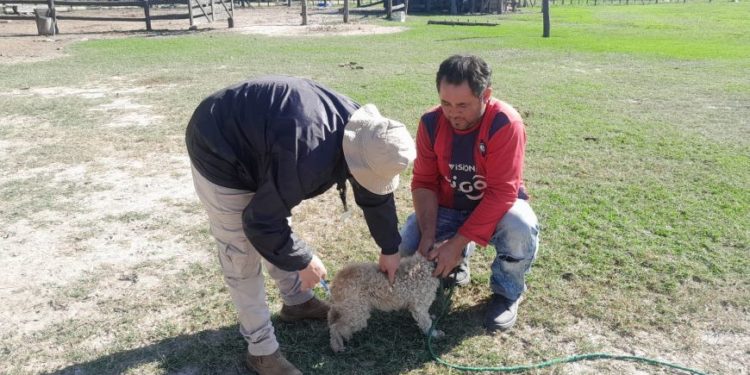 Confirmaron casos de rabia en bovinos en el Chaco Confirmaron casos de rabia en bovinos en el Chaco