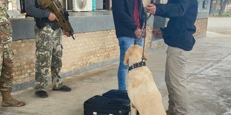 Can antidrogas detecta cocaína en control fronterizo de la SENAD en el Chaco Can antidrogas detecta cocaína en control fronterizo de la SENAD en el Chaco