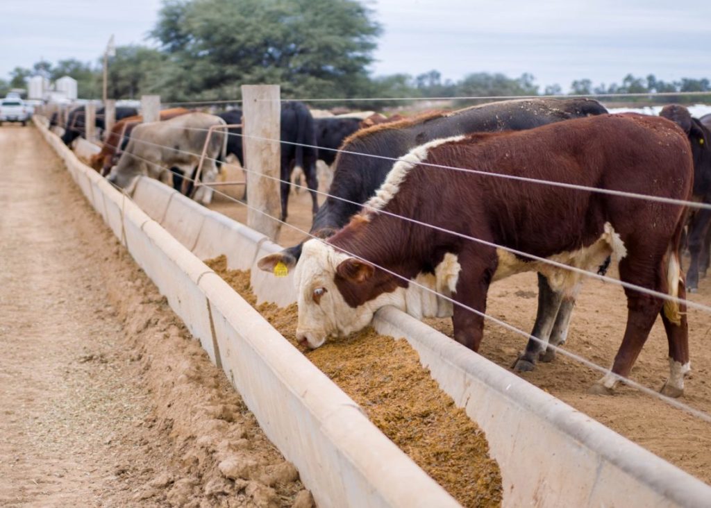 Chaco Avanza emitirá esta noche un capítulo dedicado al potencial ganadero