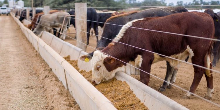 Chaco Avanza emitirá esta noche un capítulo dedicado al potencial ganadero