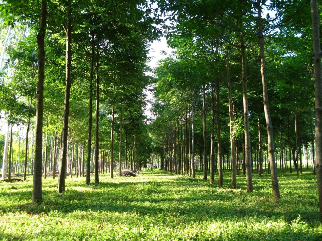 Sector forestal: otra apuesta estratégica del Paraguay para el crecimiento económico