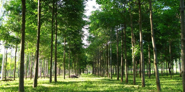 Sector forestal: otra apuesta estratégica del Paraguay para el crecimiento económico