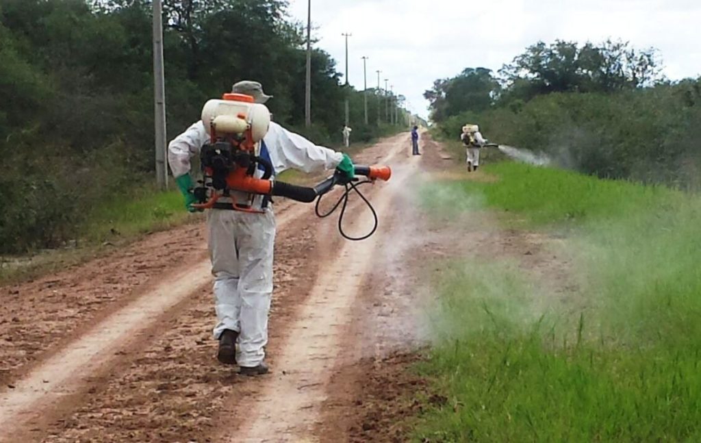 SENAVE asegura control de ataques de langostas en el Chaco y respalda producción de cebolla