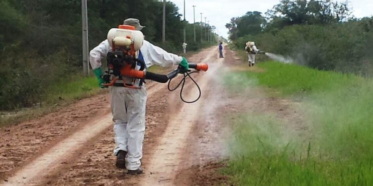 SENAVE asegura control de ataques de langostas en el Chaco y respalda producción de cebolla SENAVE asegura control de ataques de langostas en el Chaco y respalda producción de cebolla