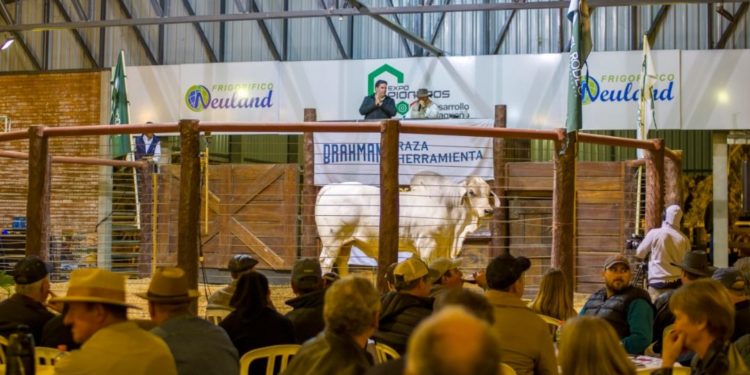 Hoy gran remate de reproductores PDC en vivo por TV Chaqueña