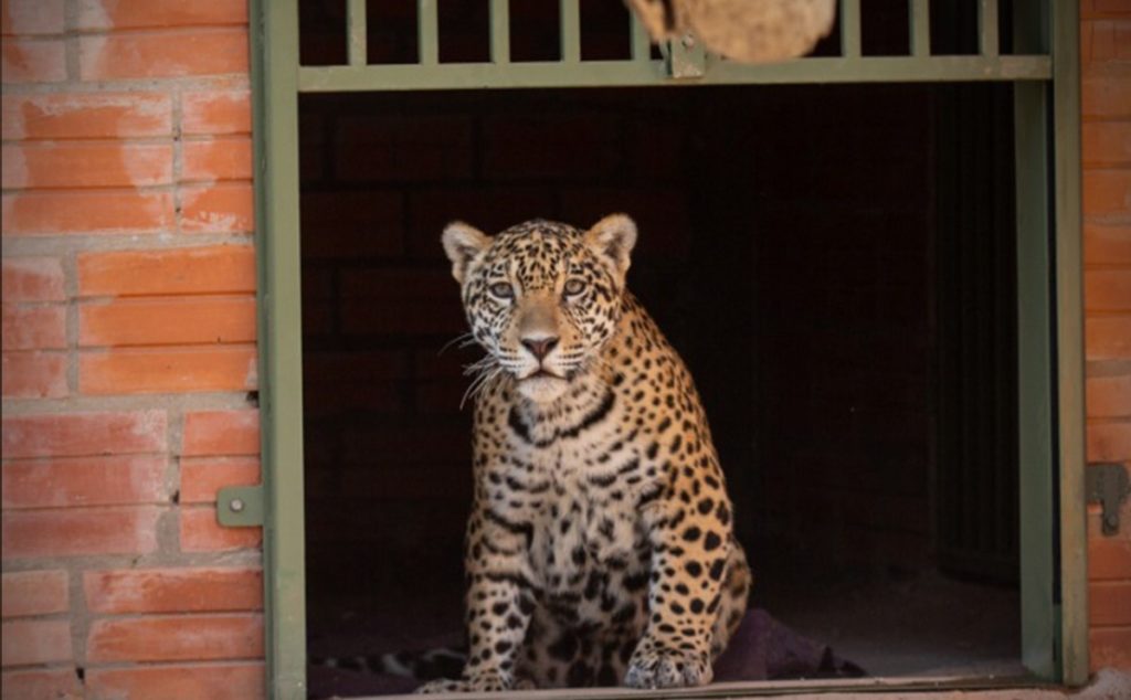 Refugio Urutaú pone pausa a rescates tras ocho años de labor en el Chaco Refugio Urutaú pone pausa a rescates tras ocho años de labor en el Chaco