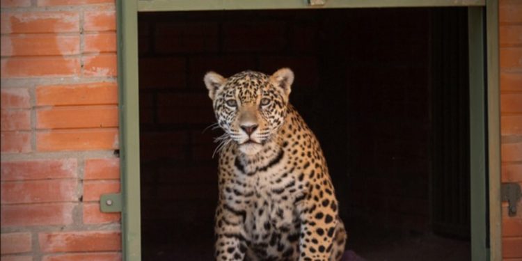 Refugio Urutaú pone pausa a rescates tras ocho años de labor en el Chaco Refugio Urutaú pone pausa a rescates tras ocho años de labor en el Chaco