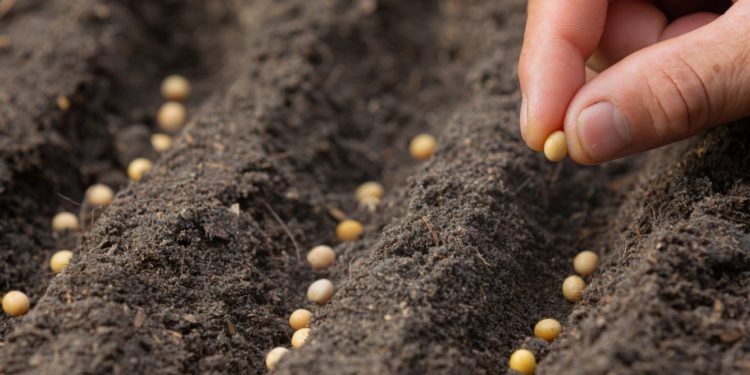 Productores agrícolas mantienen el optimismo para la campaña sojera 2025/2026 Productores agrícolas mantienen el optimismo para la campaña sojera 2025/2026