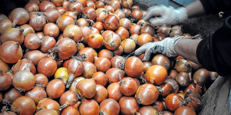 SENAVE elogia la calidad de la cebolla chaqueña y pide medidas para proteger a los productores locales