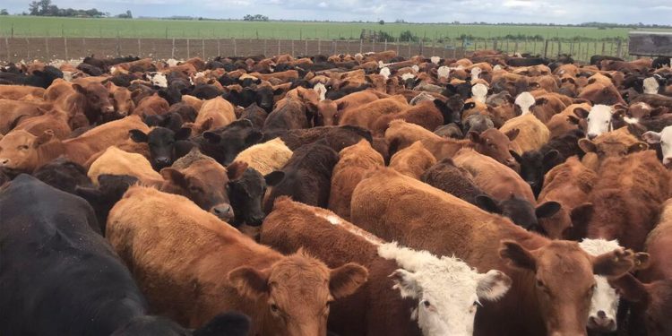 Paraguay avanza hacia el estatus “libre de fiebre aftosa sin vacunación”, pero expertos advierten que aún faltan pasos claves Paraguay avanza hacia el estatus “libre de fiebre aftosa sin vacunación”, pero expertos advierten que aún faltan pasos claves