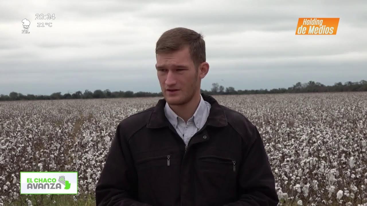 Video: ElChacoAvanza |  Plantación Algodón Chortitzer